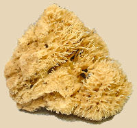 Natural sea sponge used for glazing pottery, featuring a textured yellow surface ideal for ceramic applications.