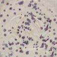 Close-up of a white clay tile with purple speckles, showcasing a glazeware finish ideal for pottery decoration.