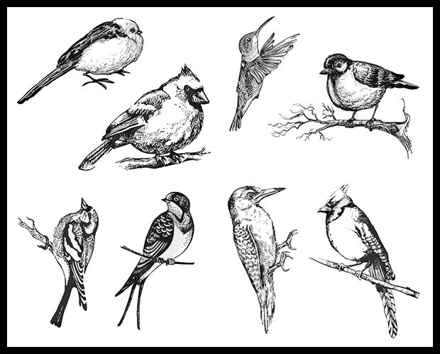 Illustration of various birds in detailed line art, showcasing intricate forms and feathers for potential ceramic decoration ideas.