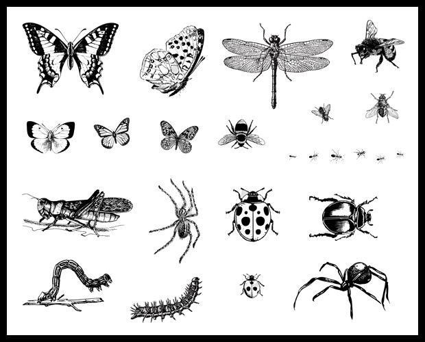 Insects and butterflies illustrated in black and white, showcasing various species including grasshoppers, spiders, and beetles.
