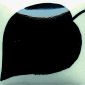 Black ceramic leaf shape with a glossy glaze finish, highlighting intricate detailing and texture suitable for pottery and sculpture.