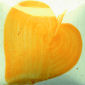 Orange heart-shaped glaze sample showcasing smooth texture, ideal for pottery decorating at Georgies Ceramic & Clay Company.