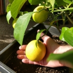 A hand gently holds a ripe yellow fruit, surrounded by green leaves in a pot containing rich soil.